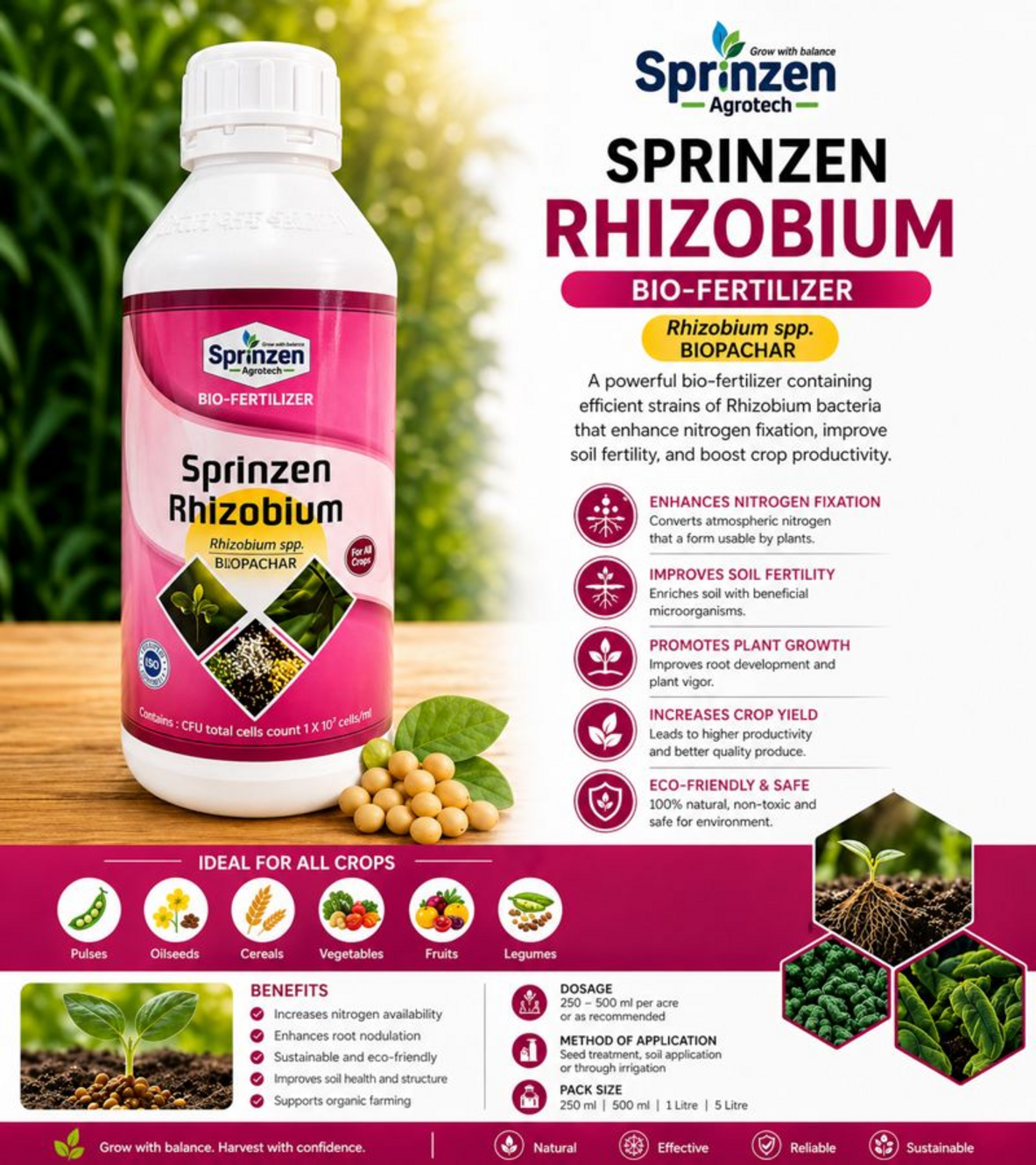 Sprinzen Rhizobium